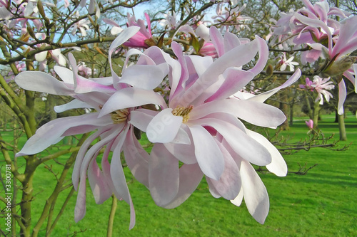 magnolia magnolia