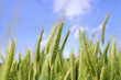 Sunny wheat