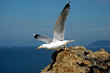envol mouette envol mouette