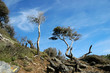 Foto: arbres a giens arbres a giens