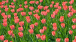 field of lots of red pink tulips