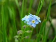 vergissmeinnicht-blume