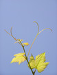 vite a primavera