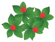 wood berry