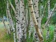 birch birch
