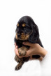 adorable cocker spaniel puppy