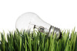 lightbulb in the grass