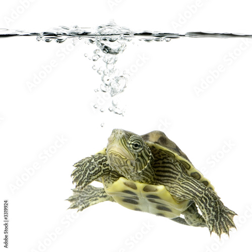 tortue