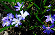 blue flower