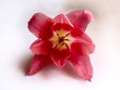 tulip. art's flower