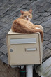 chat facteur