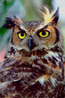 owl