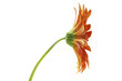 Photo: flower flower