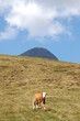 Berge in der Schweiz mit Kuh