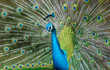 peacock peacock