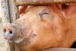 pig