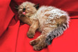 kitten cleaning paw kitten cleaning paw