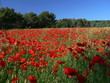 coquelicots