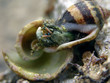from the shell from the shell