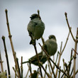 sparrows sparrows