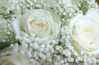 white roses