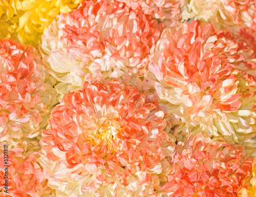 Photo: colorful yellow orange chrysanthemum background colorful yellow orange chrysanthemum background