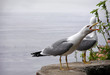 albatross scream albatross scream
