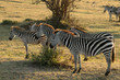 zebra