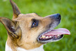dog waiting to play