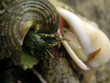 eyes from the shell eyes from the shell