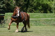 zugpferd