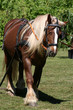 zugpferd 1