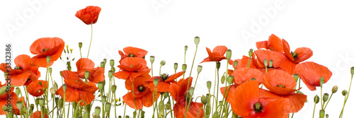 coquelicots