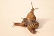 escargots