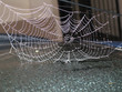 spinnennetz