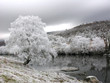 hoar frost