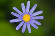 blue marguerite