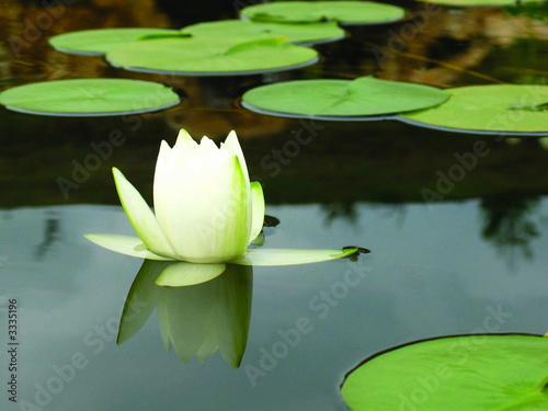 fleur de nénuphar