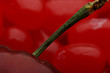 Photo: Cherry Stem on Red Cherry Stem on Red