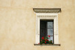 flower window with beige background in crakow