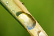 goutte de rosée