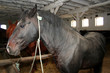 conversan horse