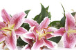 pink lily pink lily