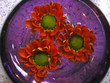 fleurs flottantes