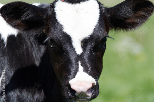 calf calf
