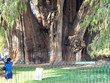 el arbol de tule - the biggest tree.