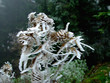 Photo: eisblume eisblume
