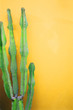 green cactus green cactus