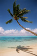 palm tree in bora bora palm tree in bora bora