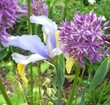 iris & allium